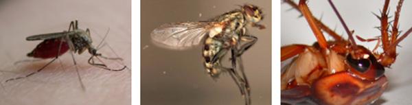 Lambda-cyhalothrin